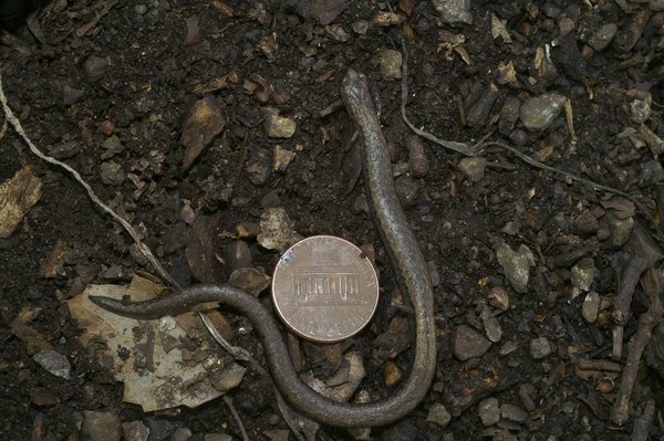 Quelle est la différence entre le comportement territorial et le jeu chez les gerbilles?